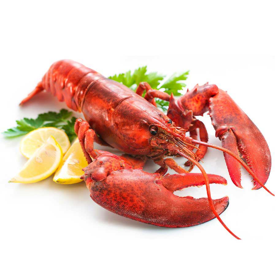 Lobster / Hummer, kanadischer, gekocht 500g, WILDFANG 2