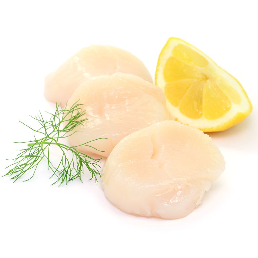 Jacobsmuschelfleisch (Scallops) ohne Rogen, 10/20 (= 22-44 Stück/kg),800g 1